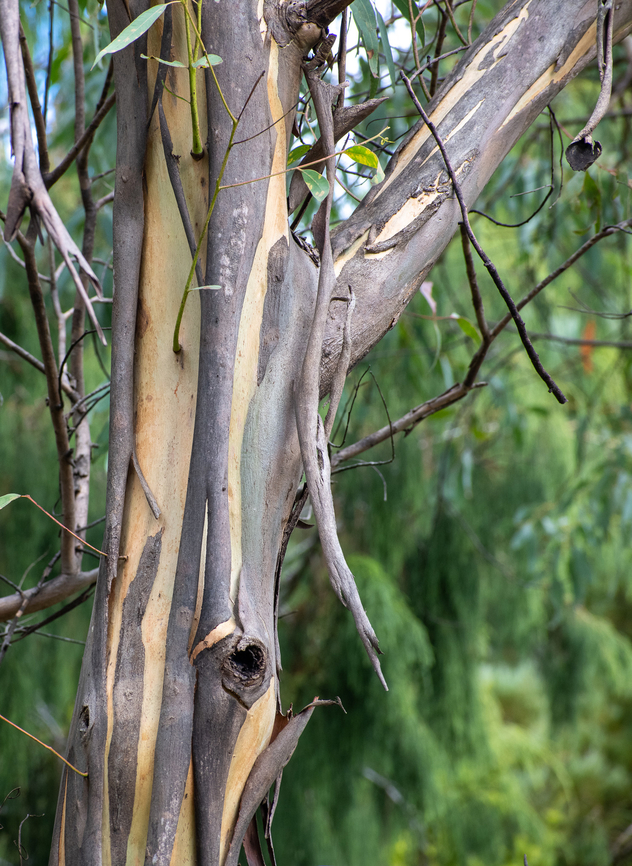 Baeuerlens Gum This Mallee is found in only 2 distinct locations. One in the Upper Blue Mountains and the other in Braidwood. It was named after Baron von Mueller who was a plant collector. Australia,Baeuerlens gum,Eucalyptus baeuerlenii,Fall,Geotagged