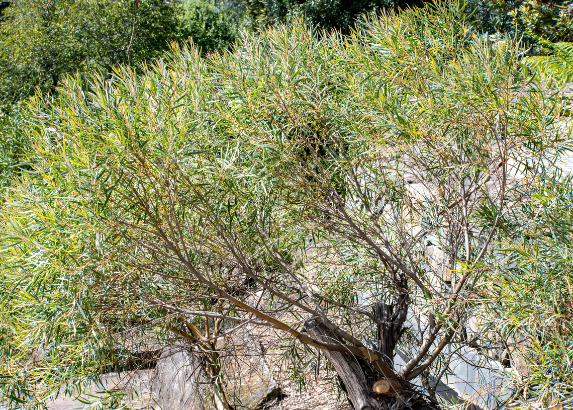 Cliff Mallee Ash This species is endemic to the Blue Mountains. Australia,Cliff mallee ash,Eucalyptus cunninghamii,Fall,Geotagged