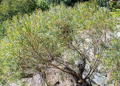 Cliff Mallee Ash This species is endemic to the Blue Mountains. Australia,Cliff mallee ash,Eucalyptus cunninghamii,Fall,Geotagged