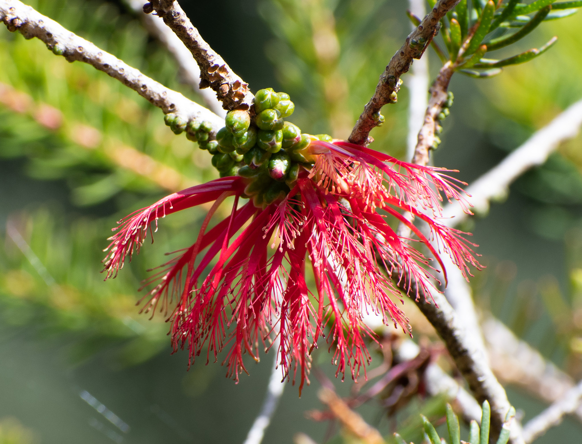 One sided bottlebrush  Australia,Calothamnus quadrifidus,Fall,Geotagged,One-sided bottlebrush