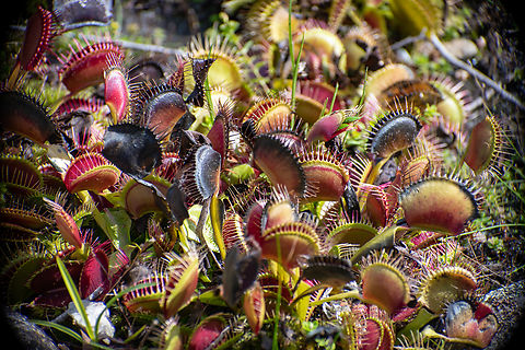 Venus Flytrap  Australia,Dionaea muscipula,Fall,Geotagged,Venus flytrap