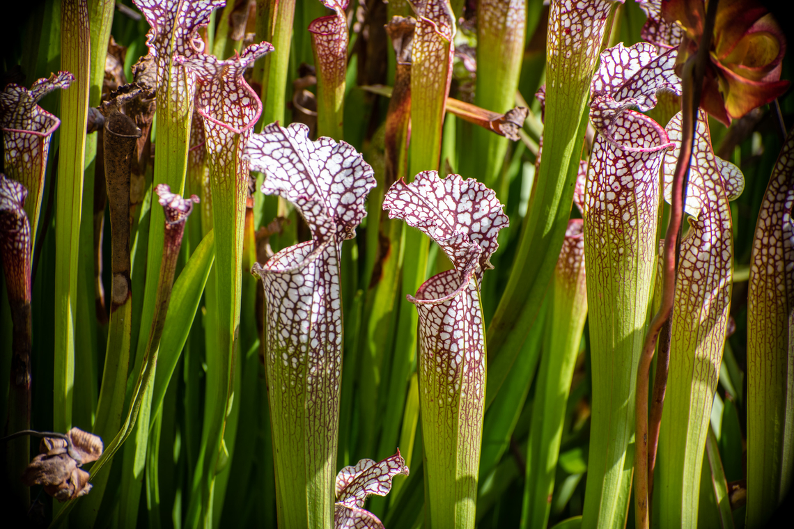 White Pitcher Plant Not endemic to Australia but I just love the Pitcher plants! Australia,Fall,Geotagged,Sarracenia leucophylla,White pitcher plant