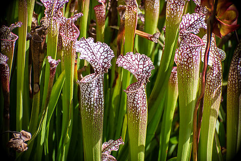 White Pitcher Plant Not endemic to Australia but I just love the Pitcher plants! Australia,Fall,Geotagged,Sarracenia leucophylla,White pitcher plant