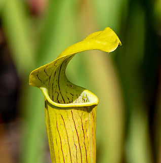 Yellow Pitcher Plant  Australia,Fall,Geotagged,Sarracenia flava,Yellow pitcher plant