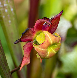 Purple Pitcher Plant  Australia,Fall,Geotagged,Purple pitcher plant,Sarracenia purpurea