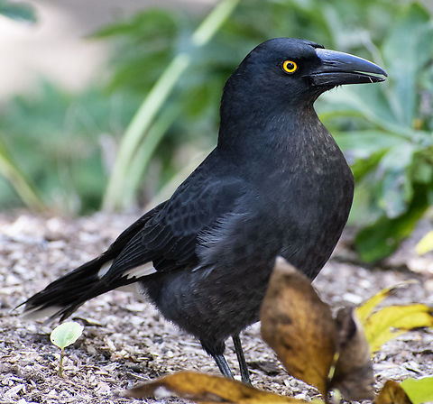 Pied Currawong Common where we live but such a beautiful bird! Australia,Fall,Geotagged,Pied Currawong,Strepera graculina