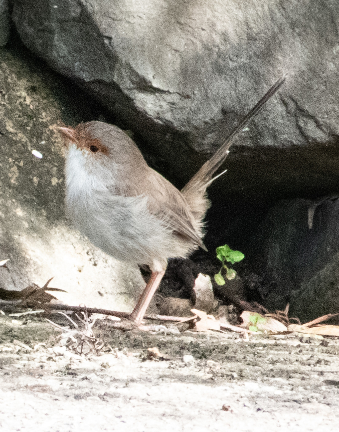 Fairy_Wren  Australia,Fall,Geotagged,Malurus cyaneus,Superb Fairywren