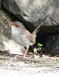 Fairy_Wren  Australia,Fall,Geotagged,Malurus cyaneus,Superb Fairywren
