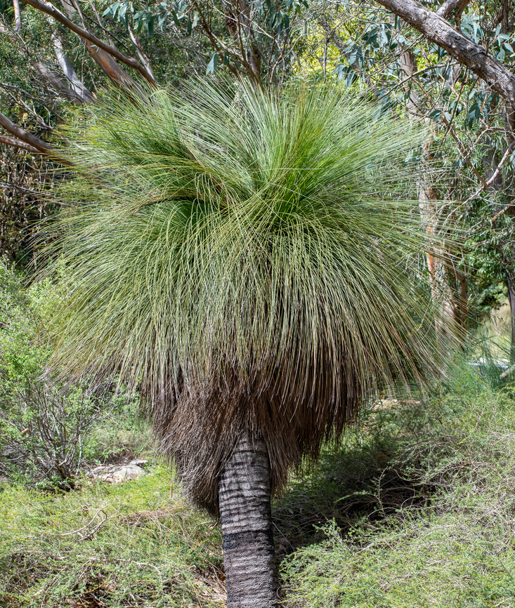 Steel Grass  Australia,Fall,Geotagged,Johnsons Grass Tree,Xanthorrhoea johnsonii