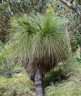 Steel Grass  Australia,Fall,Geotagged,Johnsons Grass Tree,Xanthorrhoea johnsonii