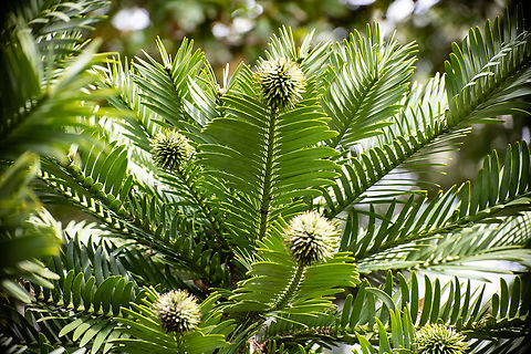 Wollemi Pine  Australia,Fall,Geotagged,Wollemia,Wollemia nobilis