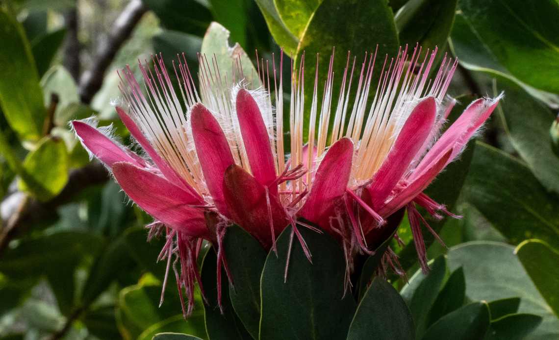 Long-bud sugarbush These are endemic to South Africa! Australia,Fall,Geotagged,Protea aurea,protea aurea