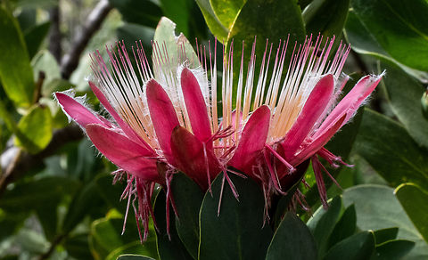 Long-bud sugarbush These are endemic to South Africa! Australia,Fall,Geotagged,Protea aurea,protea aurea