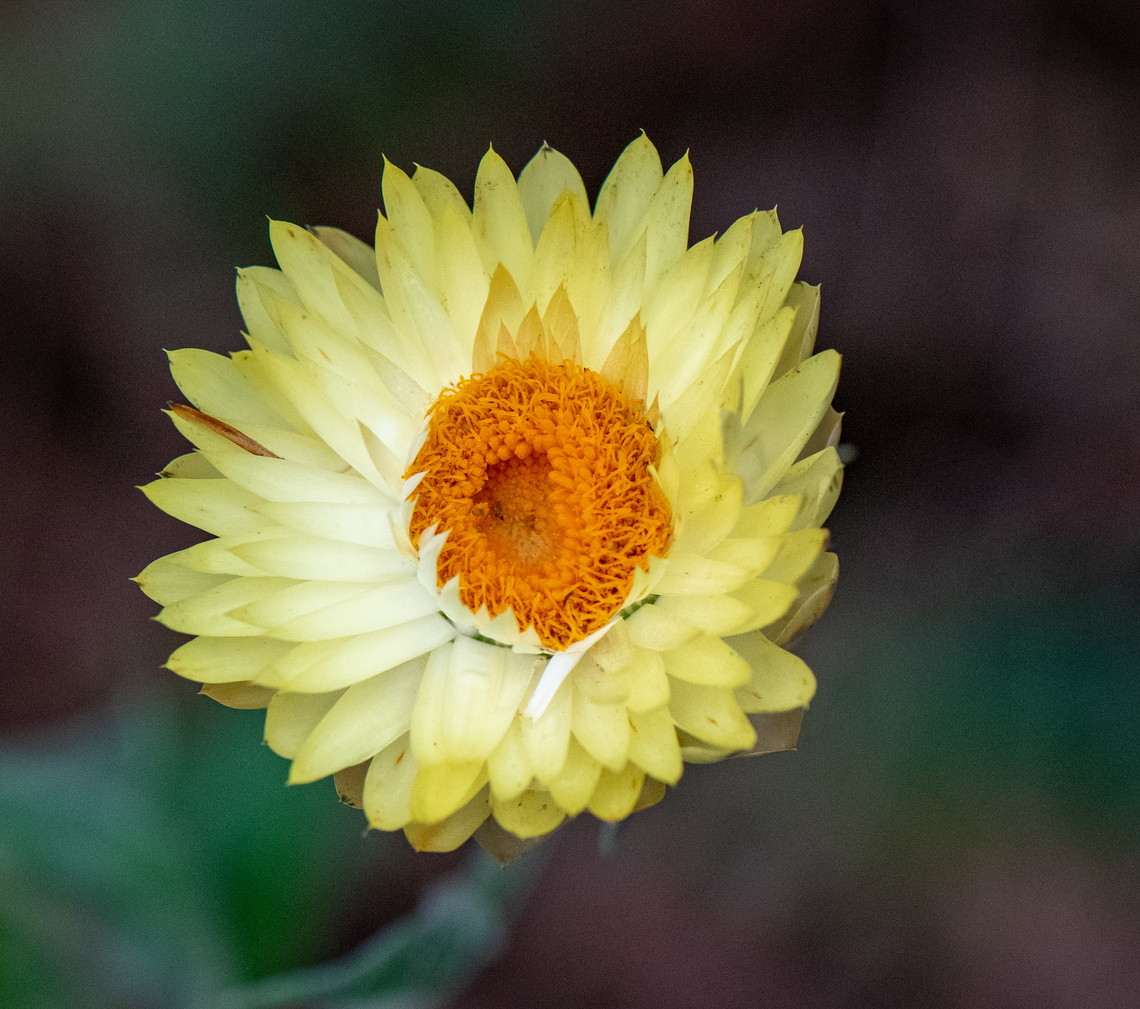 Paper Daisy  Australia,Fall,Geotagged,Sticky Everlasting,Xerochrysum viscosum