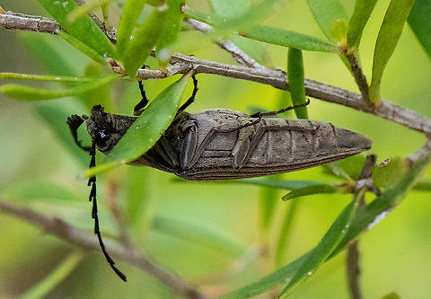 Hanging out!  Australia,Elatichrosis trisulcatus,Geotagged,Summer,Tapered click beetle
