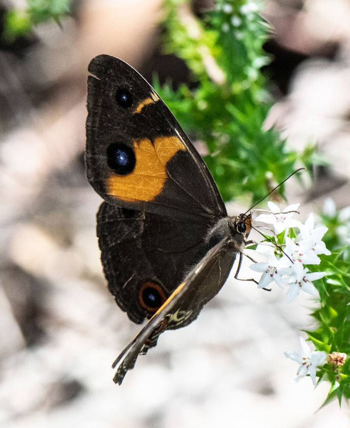 Swordgrass Brown  Australia,Geotagged,Summer,Swordgrass Brown,Tisiphone abeona