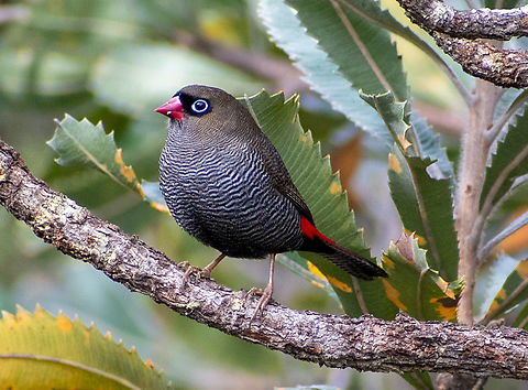 Beautiful Firetail  Australia,Beautiful firetail,Fall,Geotagged,Stagonopleura bella
