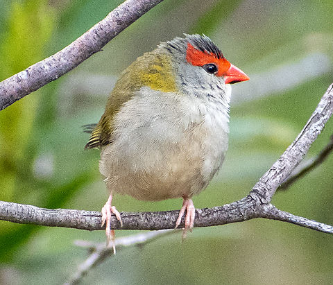 Red-browed Finch  Australia,Fall,Geotagged,Neochmia temporalis,red browed finch
