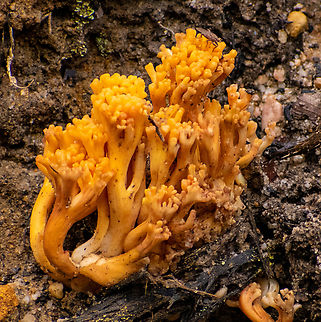 Ramaria lorithamnus  Australia,Fall,Geotagged,Ramaria lorithamnus