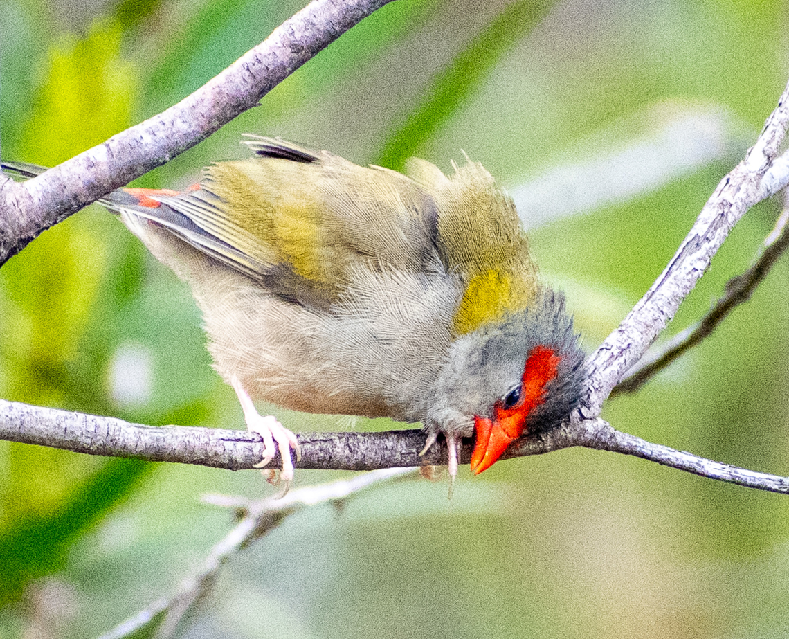 Time for a scratch! Red-browed finch Australia,Fall,Geotagged,Neochmia temporalis,red browed finch