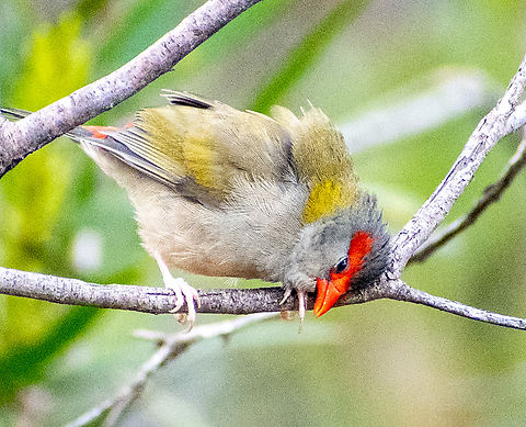 Time for a scratch! Red-browed finch Australia,Fall,Geotagged,Neochmia temporalis,red browed finch