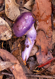 Purple Pouch Fungus  Australia,Cortinarius porphyroideus,Fall,Geotagged,cortinarius porphyroideus