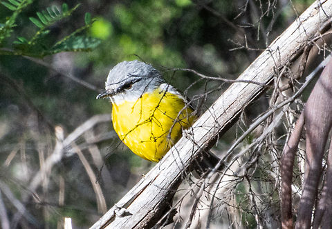 Eastern Yellow Robin  Australia,Eastern Yellow Robin,Eopsaltria australis,Geotagged,Winter