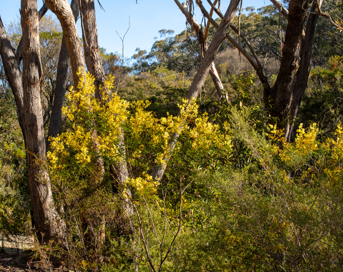 Wattle in bloom  Acacia myrtifolia,Acacia terminalis,Australia,Geotagged,Myrtle wattle,Sunshine wattle,Winter