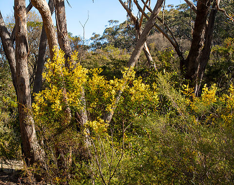 Wattle in bloom  Acacia myrtifolia,Acacia terminalis,Australia,Geotagged,Myrtle wattle,Sunshine wattle,Winter