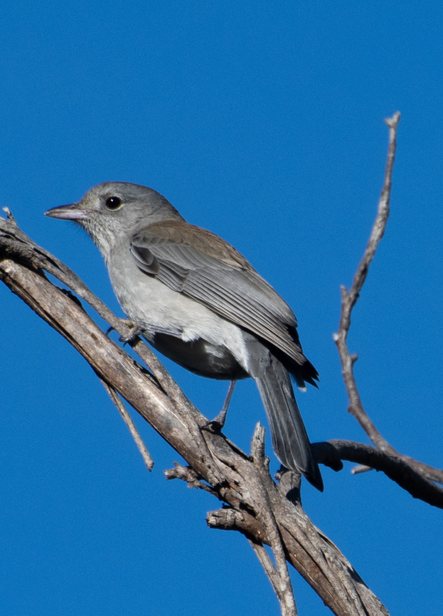 Grey shrike -thrush  Australia,Colluricincla harmonica,Geotagged,Grey shrike-thrush,Winter
