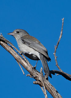 Grey shrike -thrush  Australia,Colluricincla harmonica,Geotagged,Grey shrike-thrush,Winter