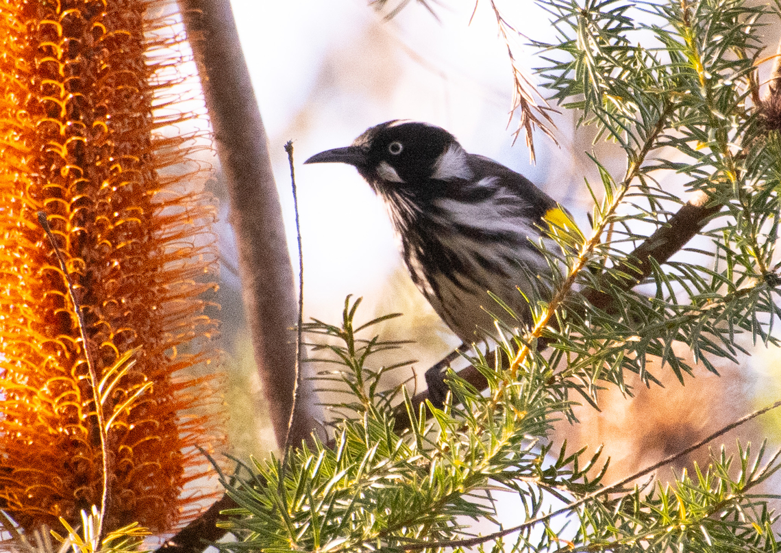 Heading for the nectar!  Australia,Geotagged,New Holland honeyeater,Phylidonyris novaehollandiae,Winter