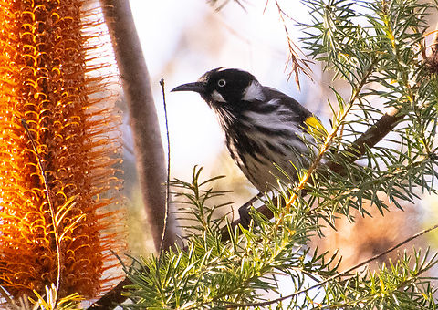 Heading for the nectar!  Australia,Geotagged,New Holland honeyeater,Phylidonyris novaehollandiae,Winter