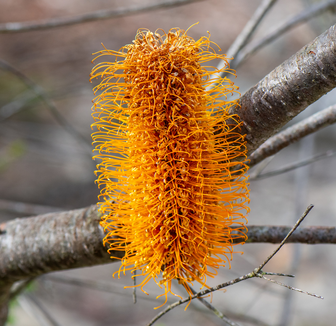 Heath-leaved Banksia  Australia,Banksia ericifolia,Geotagged,Heath-leaved Banksia,Winter