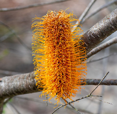 Heath-leaved Banksia  Australia,Banksia ericifolia,Geotagged,Heath-leaved Banksia,Winter