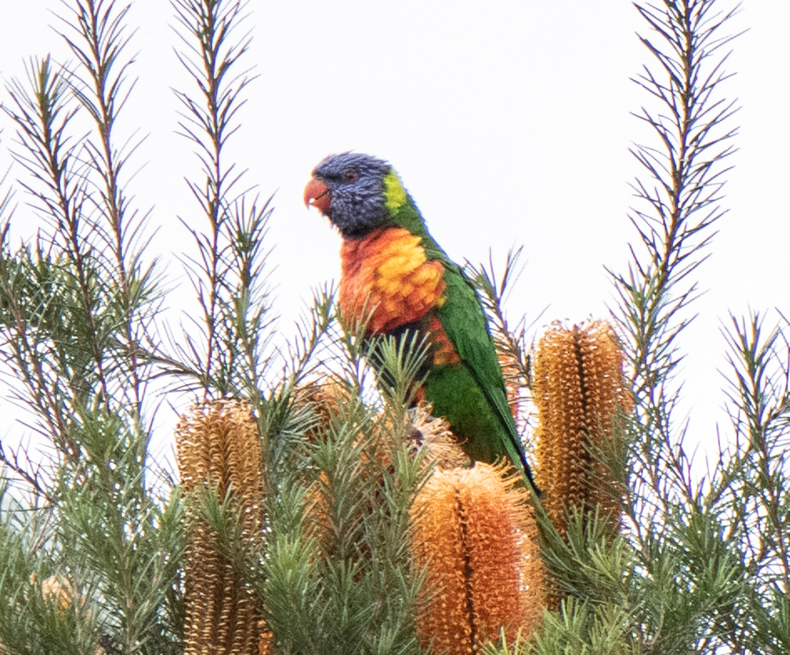 Rainbow Lorikeet Only had my macro Australia,Geotagged,Rainbow lorikeet,Trichoglossus moluccanus,Winter