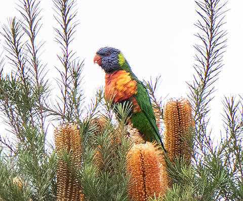 Rainbow Lorikeet Only had my macro Australia,Geotagged,Rainbow lorikeet,Trichoglossus moluccanus,Winter