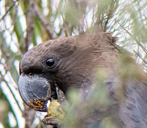 Enjoying the Casuarinas These have such powerful beaks. Australia,Calyptorhynchus lathami,Geotagged,Glossy black cockatoo,Winter