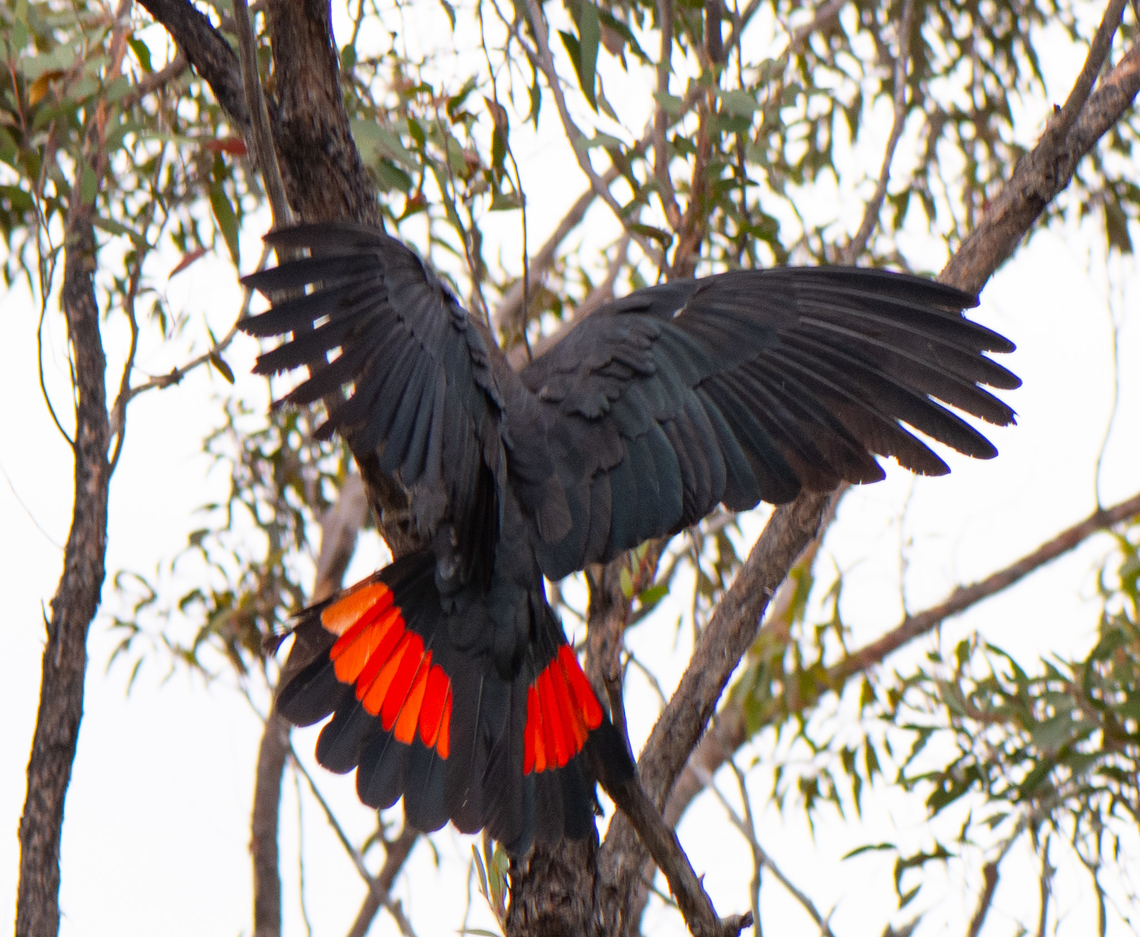 Magnificent colours Excuse the poor quality in this series I only had my macro with me. We haven&#039;t seen too many of these around in the last few years-not sure if this was due to the bushfires we had. Australia,Calyptorhynchus lathami,Geotagged,Glossy black cockatoo,Winter