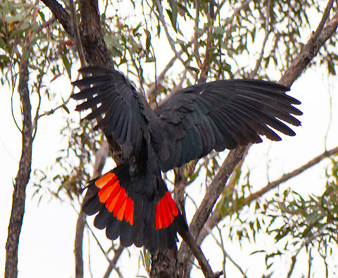 Magnificent colours Excuse the poor quality in this series I only had my macro with me. We haven't seen too many of these around in the last few years-not sure if this was due to the bushfires we had. Australia,Calyptorhynchus lathami,Geotagged,Glossy black cockatoo,Winter