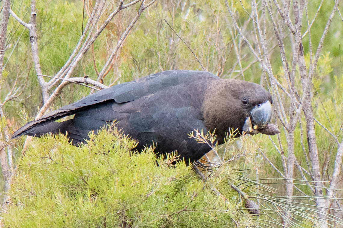 Brown Looking at the bird from this perspective you would not imagine the magnificent red tail feathers they have. Australia,Calyptorhynchus lathami,Geotagged,Glossy black cockatoo,Winter