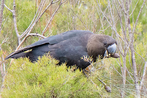 Brown Looking at the bird from this perspective you would not imagine the magnificent red tail feathers they have. Australia,Calyptorhynchus lathami,Geotagged,Glossy black cockatoo,Winter
