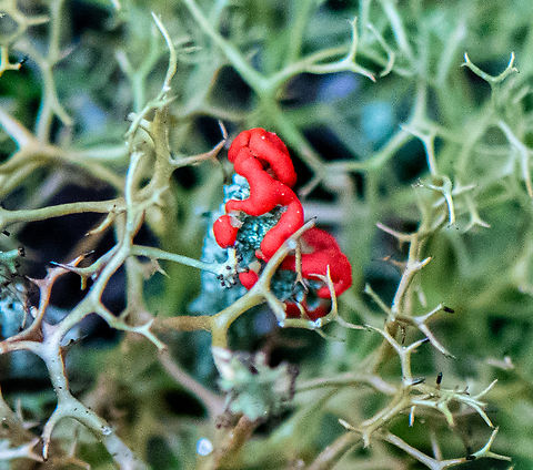 British Soldier Lichen This was so tiny I barely saw it! Australia,British soldier lichen,Cladonia cristatella,Geotagged,Winter