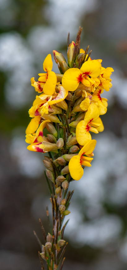 Splash of yellow on a wintry day!  Australia,Dillwynia elegans,Geotagged,Winter