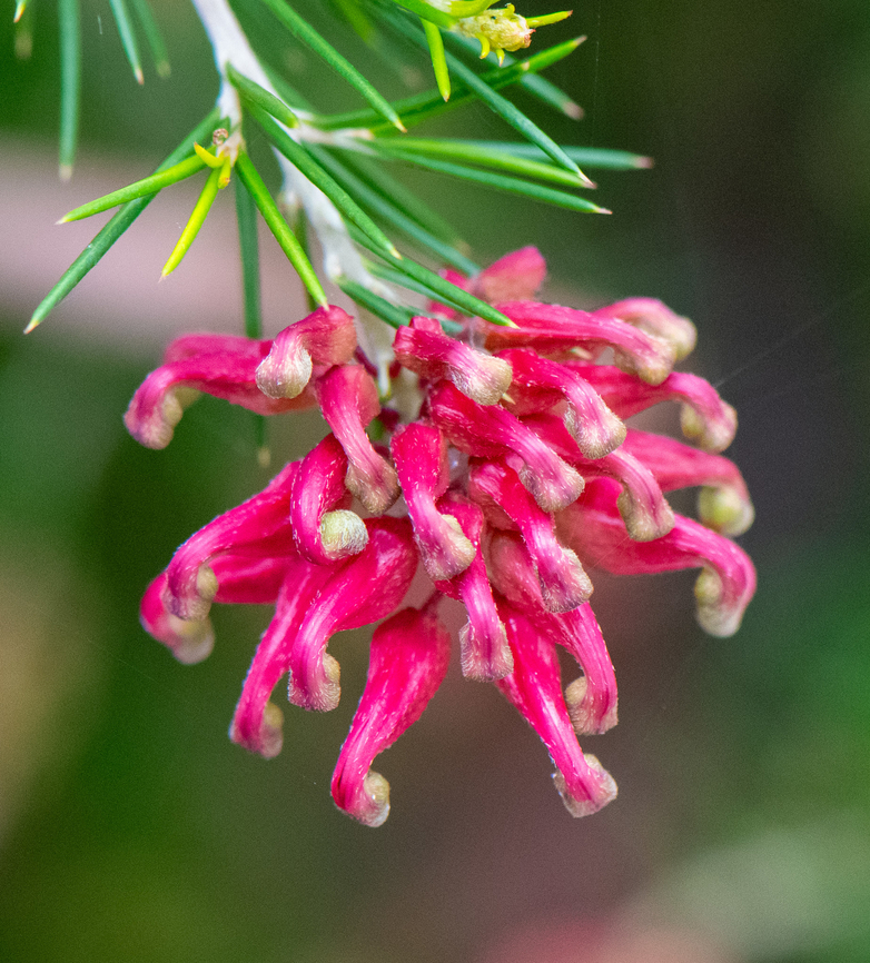 Grevillea alpine-"Olympic Flame"  Alpine grevillea,Australia,Geotagged,Grevillea alpina,Winter
