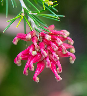 Grevillea alpine-"Olympic Flame"  Alpine grevillea,Australia,Geotagged,Grevillea alpina,Winter