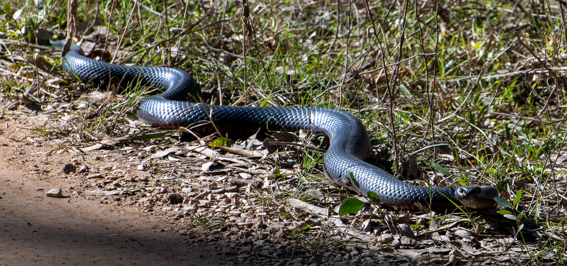Surprise! Highly unusual to see one of our beautiful venomous snakes sunning itself in the middle of winter!<br />
Between 5-6 feet in length!<br />
It was only 8 degrees celsius! Australia,Geotagged,Pseudechis porphyriacus,Red-bellied black snake,Winter