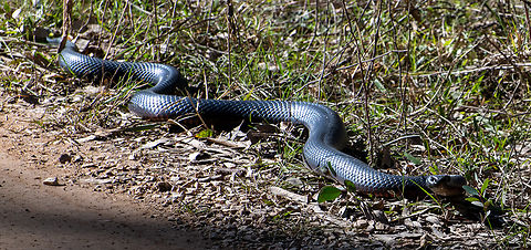 Surprise! Highly unusual to see one of our beautiful venomous snakes sunning itself in the middle of winter!
Between 5-6 feet in length!
It was only 8 degrees celsius! Australia,Geotagged,Pseudechis porphyriacus,Red-bellied black snake,Winter