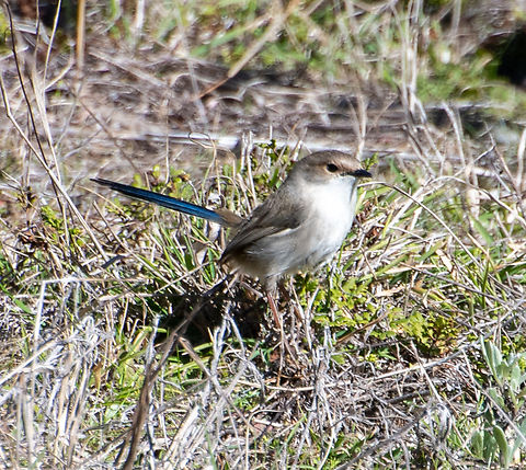 Blue Wren  Australia,Geotagged,Malurus cyaneus,Superb Fairywren,Winter