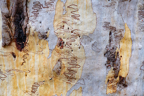 Nature's Artwork Scribbly gums are spectacular Australian eucalypts that get their name from the strange 'scribbles' left behind on their smooth bark. These zigzag tracks are tunnels made by the larvae of the Scribbly Gum Moth and tell a story of the insect's life cycle. Australia,Eucalyptus racemosa,Geotagged,Snappy gum,Winter